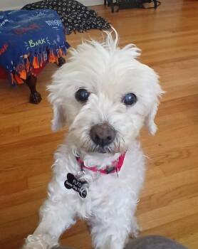 Lhasa Apso and Poodle Dogs Available for Adoption in Baldwin, Maryland - Trudy | PetCurious