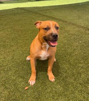 Spud -  Boxer and Pit Bull Terrier Dog for Adoption in Seguin, Texas - Spud | PetCurious
