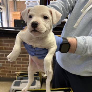 Terrier Dogs Available for Adoption - Carter | PetCurious