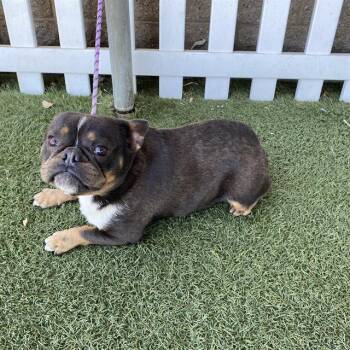 A612103 -  French Bulldog Dog for Adoption in Modesto, California - A612103 | PetCurious