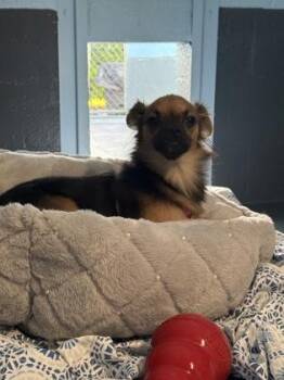 Muffin Man - 1 -  Chihuahua and Mixed Breed Dog for Adoption in Daytona Beach, Florida - Muffin Man - 1 | PetCurious