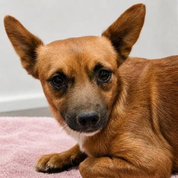 Stilton -  Chihuahua and Mixed Breed Dog for Adoption in Wickenburg, Arizona - Stilton | PetCurious