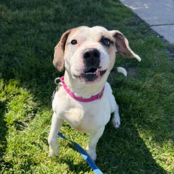 Petunia -  Hound Dog for Adoption in Riverwoods, Illinois - Petunia | PetCurious