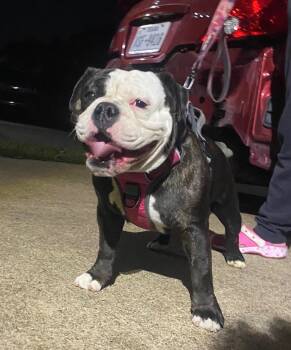 Rescue American Bulldog Dogs for Adoption in Dallas, Texas - Lia | PetCurious