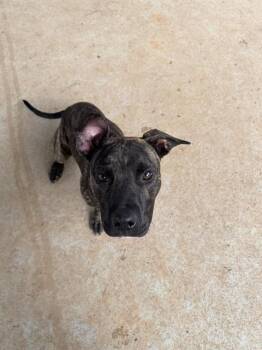 A1265123 -  Pit Bull Terrier Dog for Adoption in Charlotte, North Carolina - A1265123 | PetCurious