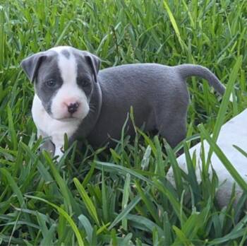 Kaira -  Pit Bull Terrier Dog for Adoption in Sedalia, Colorado - Kaira | PetCurious
