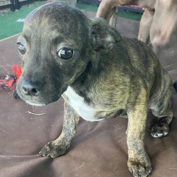 French Bulldog and Chihuahua Dogs Available for Adoption in Escondido, California - Solange | PetCurious