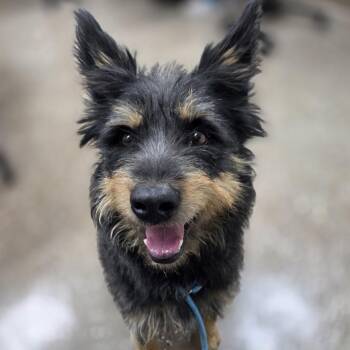 Winn-Dixie -  Cairn Terrier Dog for Adoption in Incline Village, Nevada - Winn-Dixie | PetCurious