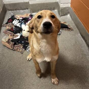 MARLEY -  Labrador Retriever and Mixed Breed Dog for Adoption - MARLEY | PetCurious