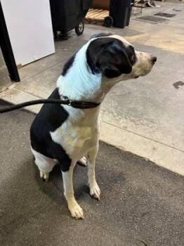 Sasha -  Pit Bull Terrier and Mixed Breed Dog for Adoption in Atlanta, Georgia - Sasha | PetCurious