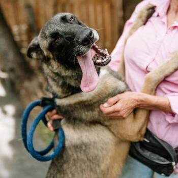 Belgian Shepherd Malinois Dogs Available for Adoption in Chester Springs, Pennsylvania - Skadi | PetCurious