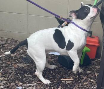 Anime -  Mixed Breed Dog for Adoption in Cincinnati, Ohio - Anime | PetCurious