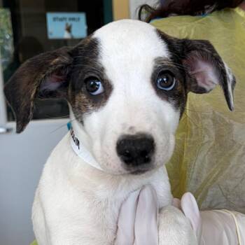 Metzenbaum -  Catahoula Leopard Dog and Mixed Breed Dog for Adoption in Nashville, Tennessee - Metzenbaum | PetCurious