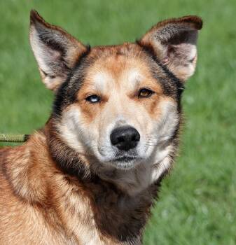 Angel -  Husky and Great Pyrenees Dog for Adoption in Millfield, Ohio - Angel | PetCurious