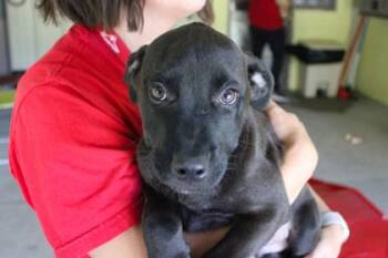 Saul -  Labrador Retriever and Mixed Breed Dog for Adoption in Kansas City, Missouri - Saul | PetCurious