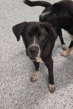 Reed -  Terrier Dog for Adoption in Athens, Tennessee - Reed | PetCurious