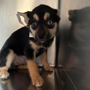 Truffle -  Chihuahua and Pug Dog for Adoption in Apple Valley, California - Truffle | PetCurious