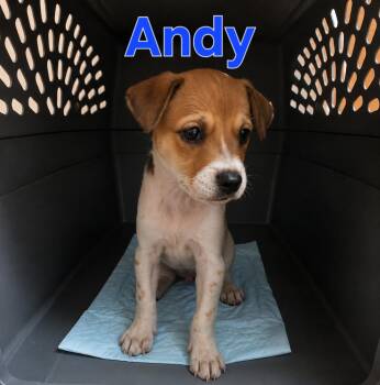 Andy -  Mixed Breed Dog for Adoption in Dallas, Texas - Andy | PetCurious