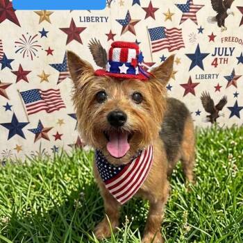 Rascal -  Yorkshire Terrier Dog for Adoption in Buford, Georgia - Rascal | PetCurious