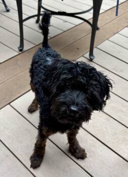 Louie -  Poodle Dog for Adoption in Paramus, New Jersey - Louie | PetCurious