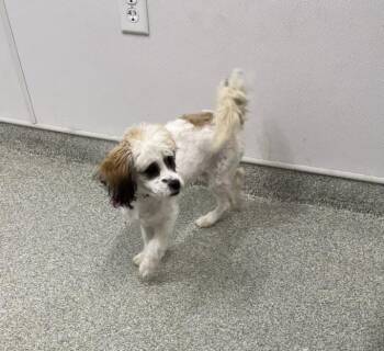 CAMEO -  Poodle and Maltese Dog for Adoption in Loveland, Colorado - CAMEO | PetCurious