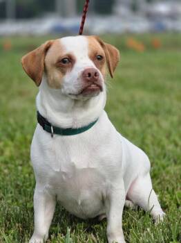 Marshmallow -  Chihuahua and Beagle Dog for Adoption in Huntington, Indiana - Marshmallow | PetCurious