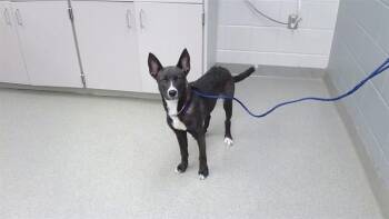 RELIC -  Labrador Retriever and Mixed Breed Dog for Adoption in Omaha, Nebraska - RELIC | PetCurious