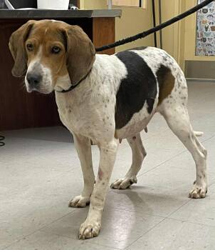 Hound Dogs Available for Adoption - Millie | PetCurious