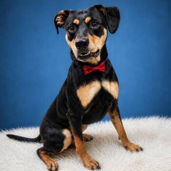Mixed Breed Dogs Available for Adoption in Binghamton, New York - Milky Way | PetCurious