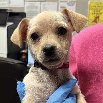 Chihuahua and Mixed Breed Dogs Available for Adoption in Yuma, Arizona - Clay | PetCurious