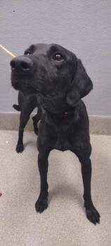 Rescue Labrador Retriever Dogs for Adoption in Las Vegas, Nevada - VIKTOR | PetCurious