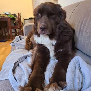 Newfoundland Dog and Mixed Breed Dogs Available for Adoption - Scarlett | PetCurious