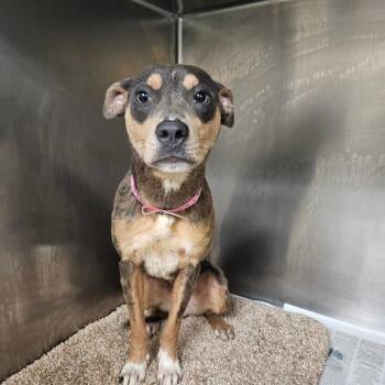 Matilda Wilson -  Mixed Breed Dog for Adoption in Memphis, Tennessee - Matilda Wilson | PetCurious
