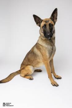 Rescue Belgian Shepherd Malinois Dogs for Adoption in Hoffman Estates, Illinois - Tai | PetCurious