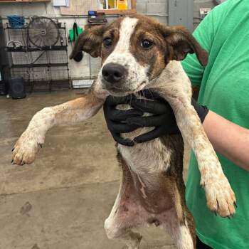 Rescue Cattle Dog Dogs for Adoption in Corbin, Kentucky - Darla | PetCurious