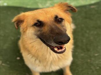 Rescue German Shepherd Dog and Mixed Breed Dogs for Adoption in Texas City, Texas - RAMBO | PetCurious