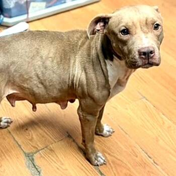 Momma -  Pit Bull Terrier Dog for Adoption in Petersburg, Virginia - Momma | PetCurious