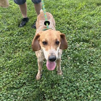 Copper -  Coonhound Dog for Adoption in Batavia, Ohio - Copper | PetCurious