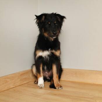 Australian Shepherd Dogs Available for Adoption in Minnetonka, Minnesota - Madeline D68809 | PetCurious