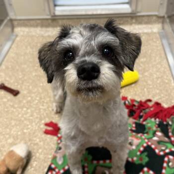 Bentley -  Miniature Schnauzer Dog for Adoption in Sonoma, California - Bentley | PetCurious