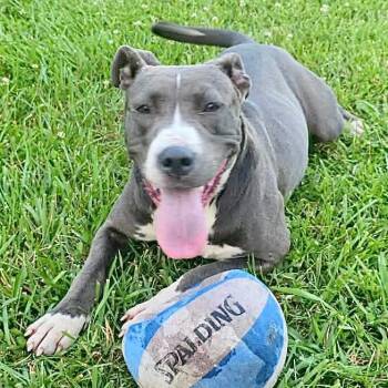 Bella -s -  Boxer and American Bulldog Dog for Adoption in Sequatchie, Tennessee - Bella -s | PetCurious