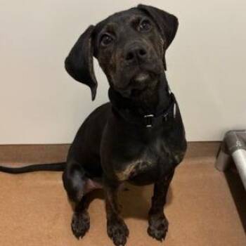 Igloo -  Mixed Breed Dog Available for Adoption in Chicago, Illinois - Igloo | PetCurious
