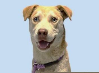 Husky Dogs Available for Adoption in Pegram, Tennessee - STARSKY | PetCurious