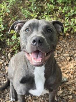 Darla - 1 -  Pit Bull Terrier and Mixed Breed Dog for Adoption in Daytona Beach, Florida - Darla - 1 | PetCurious