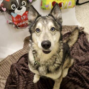 Husky and Shepherd Dogs Available for Adoption - Goodleaf | PetCurious