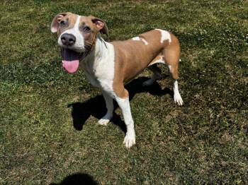 ROOSTER -  Pit Bull Terrier and Labrador Retriever Dog for Adoption in Grovetown, Georgia - ROOSTER | PetCurious