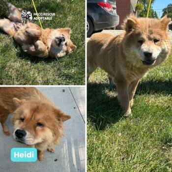Rescue Chow Chow Dogs for Adoption in Houston, Texas - Henna & Heidi | PetCurious