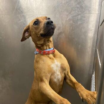 Rescue Redbone Coonhound and Labrador Retriever Dogs for Adoption in Hannibal, Missouri - Willa | PetCurious