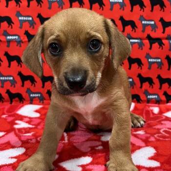 Mirage -  Dachshund and Chihuahua Dog for Adoption in Washburn, Missouri - Mirage | PetCurious