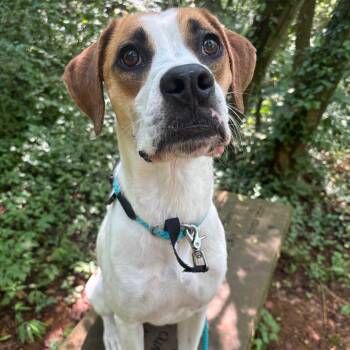 Tom Petty -  Hound Dog for Adoption in Chattanooga, Tennessee - Tom Petty | PetCurious